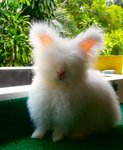 Coco, White, Brokie - Angora Rabbit Rabbit