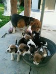 Beagle - Beagle Dog