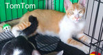 Tomtom - Domestic Short Hair Cat