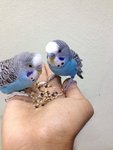 Tame Budgie - Budgie/Budgerigar Bird