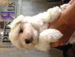 Matlese - Tiny And Thick Coat - Maltese Dog