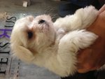 Matlese - Tiny And Thick Coat - Maltese Dog
