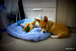 Binky - Welsh Corgi Dog