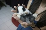 PF48141 - Bunny Rabbit Rabbit