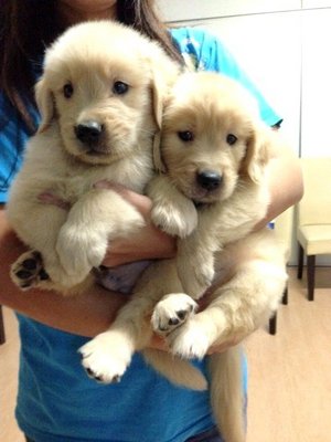 golden retriever big bone golden retriever puppies sold 2 months big bone golden retriever ch from golden retriever big bone golden retriever puppies sold 2 months big bone golden retriever ch from