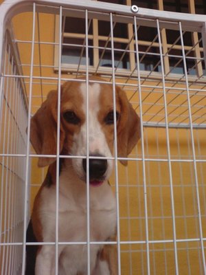 Meenuu - Beagle Dog