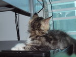 King Julien (Stokin) - Maine Coon + Persian Cat