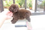 Chocolate Color Tiny Poodle - Poodle Dog