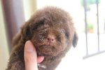 Chocolate Color Tiny Poodle - Poodle Dog