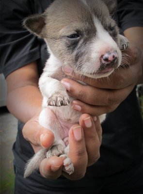 Luna - Mixed Breed Dog