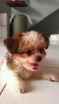 Chikko - Shih Tzu + Chihuahua Dog