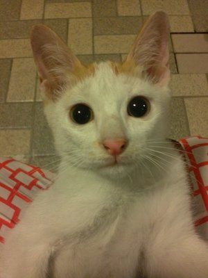 Romeo - Domestic Short Hair Cat