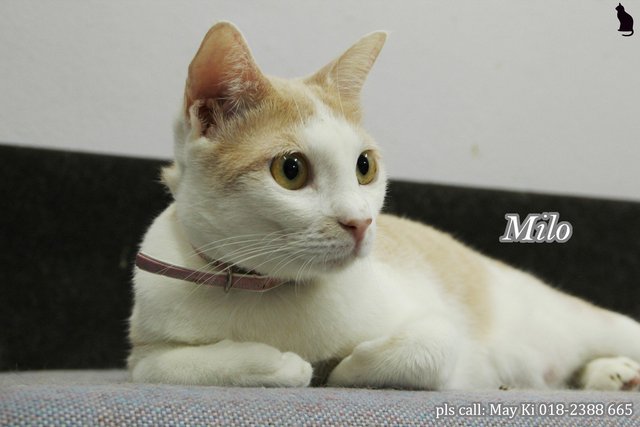 ★  Mayki - Milo (♀)  ★ - Domestic Short Hair Cat