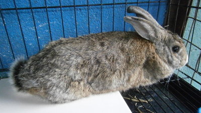 Big Grey (Rabbit) - Bunny Rabbit Rabbit