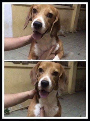 Adult Male Beagle (Hayden) - Beagle Dog