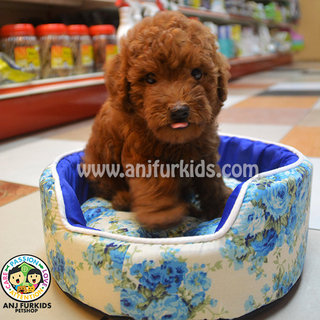 1adorable Toy Poodle Puppies - Poodle Dog