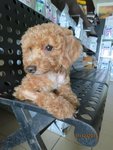 Toby Poodle - Poodle Dog