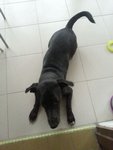 Penelope (Lopey) - Dachshund Mix Dog