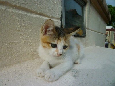 Fluffy - Domestic Short Hair Cat