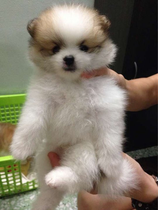 parti colored pomeranians pomeranian puppies sold 4 years 6 months pomeranian parti color from seremban parti colored pomeranians pomeranian puppies sold 4 years 6 months pomeranian parti color from seremban