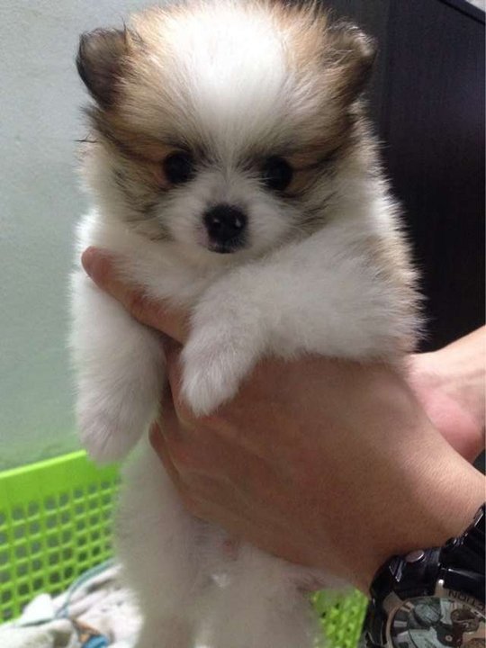pomeranian parti color pomeranian puppies sold 4 years 6 months pomeranian parti color from seremban pomeranian parti color pomeranian puppies sold 4 years 6 months pomeranian parti color from seremban