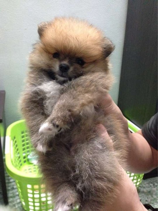 pomeranian parti color pomeranian puppies sold 4 years 6 months pomeranian parti color from seremban pomeranian parti color pomeranian puppies sold 4 years 6 months pomeranian parti color from seremban