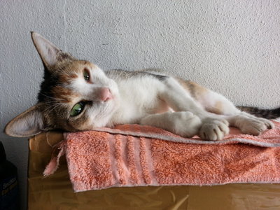 Patches - Domestic Short Hair Cat