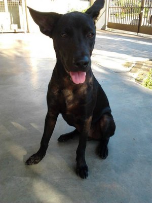 Big Blacky - German Shepherd Dog Mix Dog