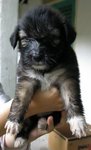 Puppies For Urgent Adoption - Mixed Breed Dog