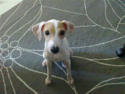 Brownie - Jack Russell Terrier Dog
