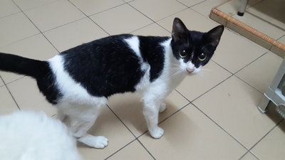 Mercy - Domestic Short Hair Cat