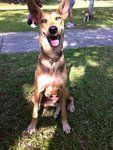 Foxxy - German Shepherd Dog + Beagle Dog