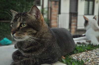 Jack - Persian Cat