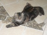 Belle - Persian Cat