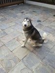 Maya - Siberian Husky Dog