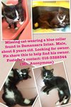 Lost Cat Found In Damansara Intan - Domestic Medium Hair + Domestic Short Hair Cat