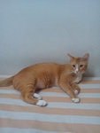 PF50485 - American Shorthair Cat