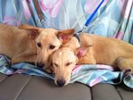 Pixie and Dixie on the day they were rescued