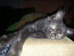 Becca - Persian + Siamese Cat