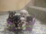 Mini Schnauzer Puppies // 8oct2013 - Schnauzer Dog