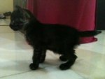 Nishi - Domestic Short Hair Cat