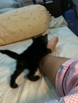 Nishi - Domestic Short Hair Cat