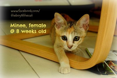 Miko &amp; Minee  - Domestic Short Hair Cat