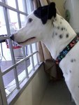 Dalmation - Dalmatian Dog