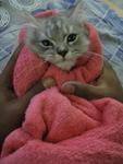 Kimi - Persian Cat