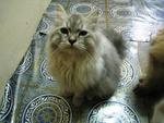 Kimi - Persian Cat