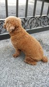 Teddy - Poodle Dog