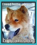 Brownie Boy - Chow Chow Dog