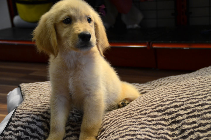 golden retriever big bone golden retriever puppies sold 4 years 3 months golden retriever big bone and imp golden retriever big bone golden retriever puppies sold 4 years 3 months golden retriever big bone and imp
