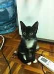 Minnie (Please Read Description) - Tuxedo Cat